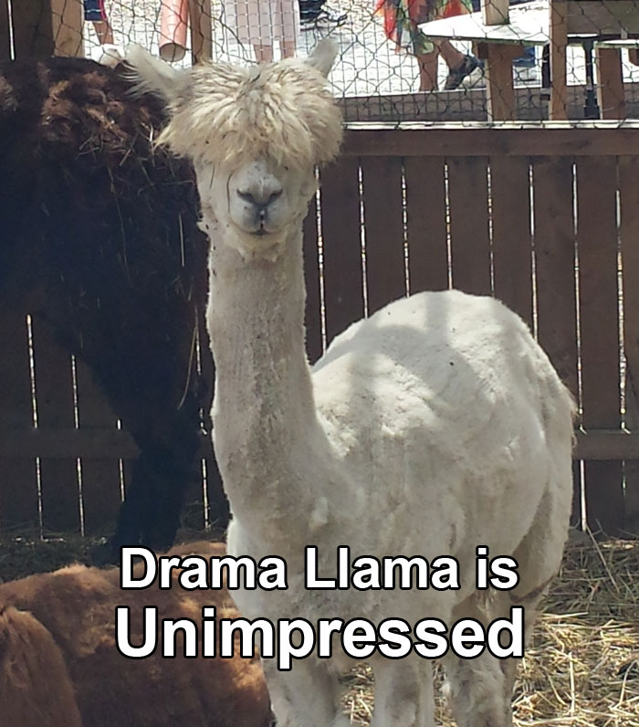 dramallama-unimpressed.jpg